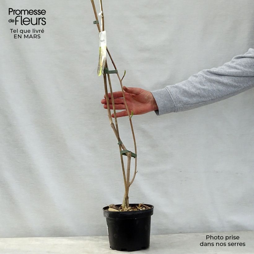 Amostra de Magnolia brooklynensis Eva Maria Vaso de 2 L/3 L tal como entregue na primavera