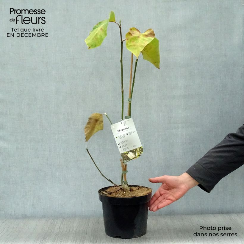 Amostra de Magnolia brooklynensis Eva Maria Vaso de 4 L/5 L tal como entregue no inverno