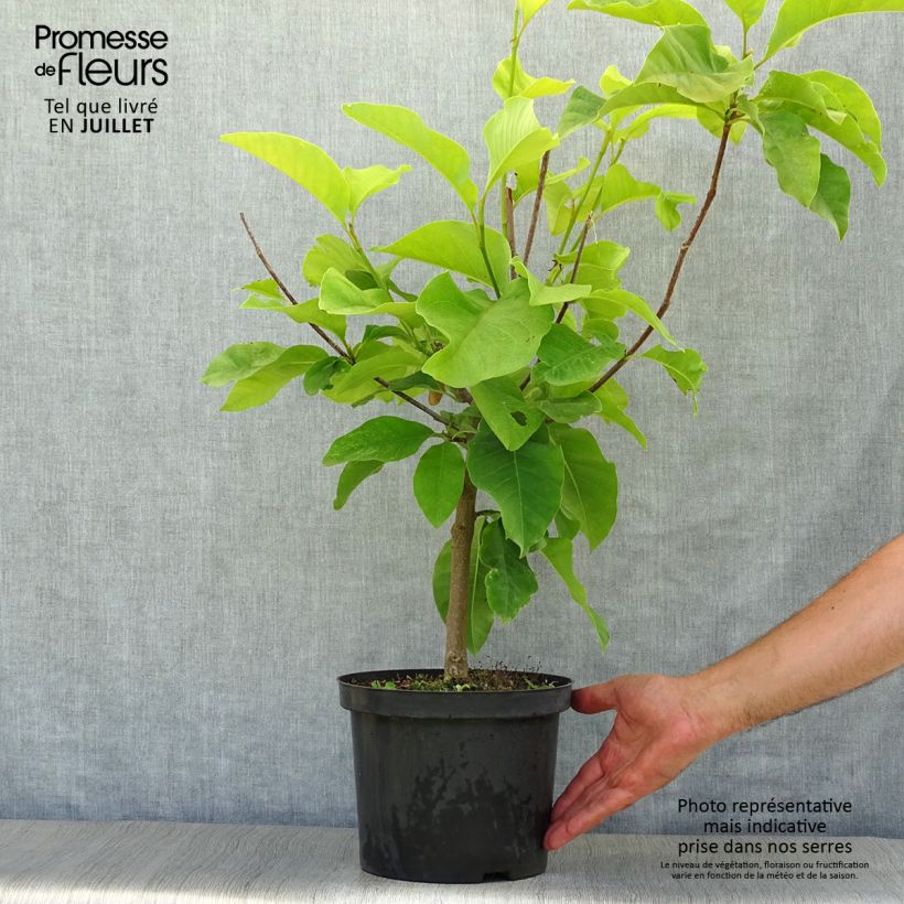 Amostra de Magnolia brooklynensis Yellow Bird Vaso de 3 L/4 L tal como entregue no verão