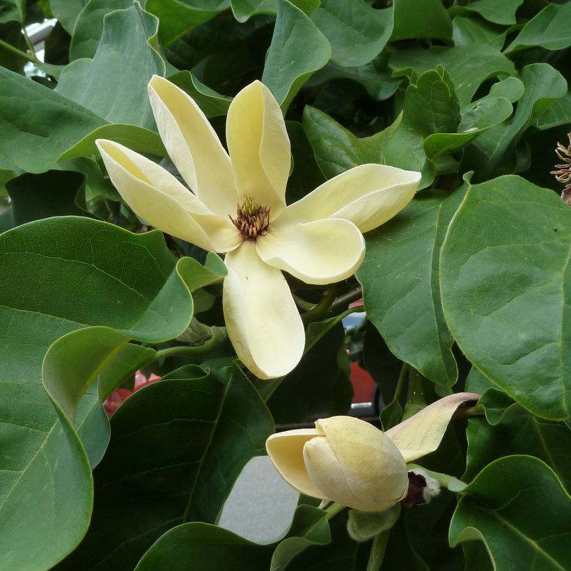 Magnolia brooklynensis Yellow Bird (Floração)