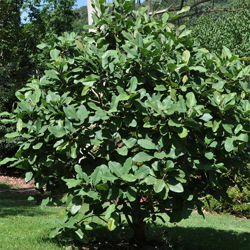 Magnolia delavayi - Magnólia-de-folha-persistente (Hábito)