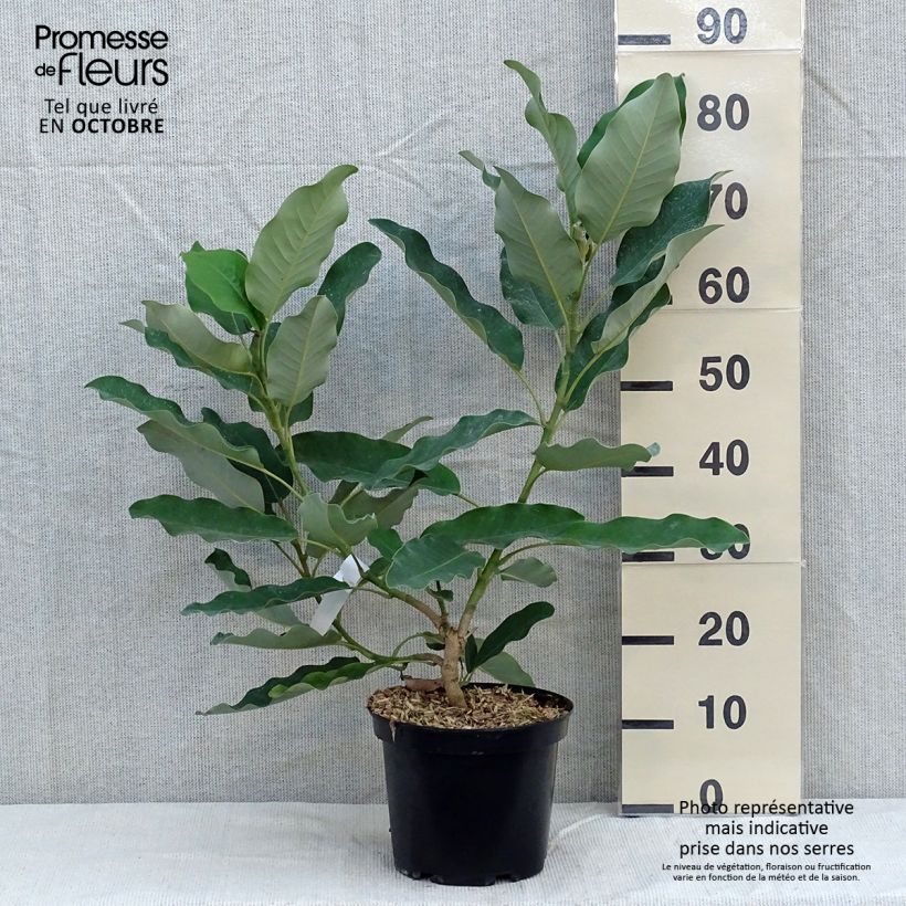 Amostra de Magnolia delavayi - Magnólia-de-folha-persistente Vaso de 3 L/4 L tal como entregue no outono