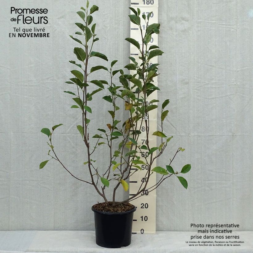 Amostra de Magnolia denudata Festirose Vaso de 7,5 L/10 L tal como entregue no outono