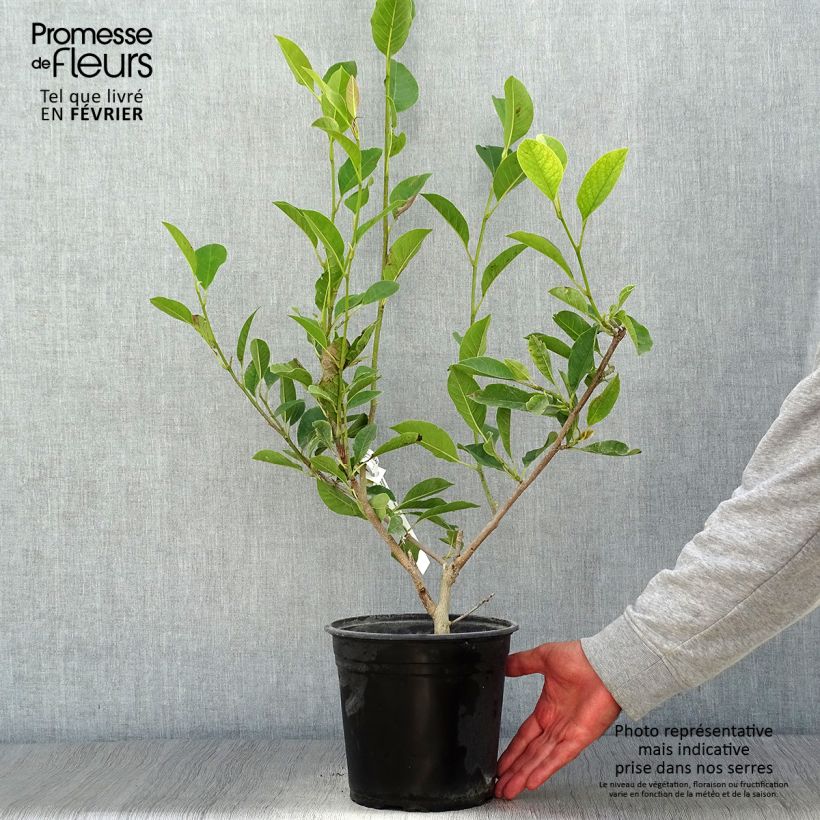 Amostra de Magnolia denudata Festirose Vaso de 4 L/5 L tal como entregue no outono