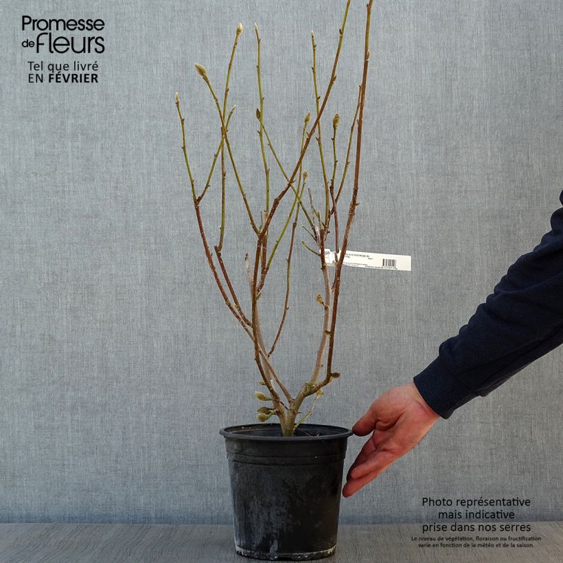 Amostra de Magnolia denudata Festirose Vaso de 4 L/5 L tal como entregue no inverno