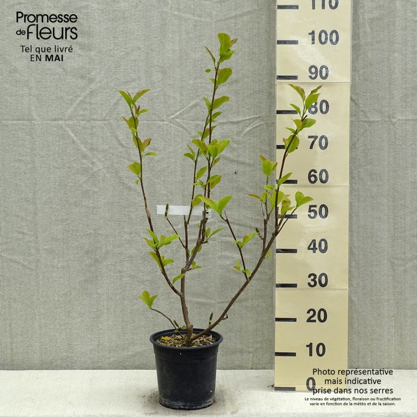 Amostra de Magnolia denudata Festirose Vaso de 4 L/5 L tal como entregue na primavera