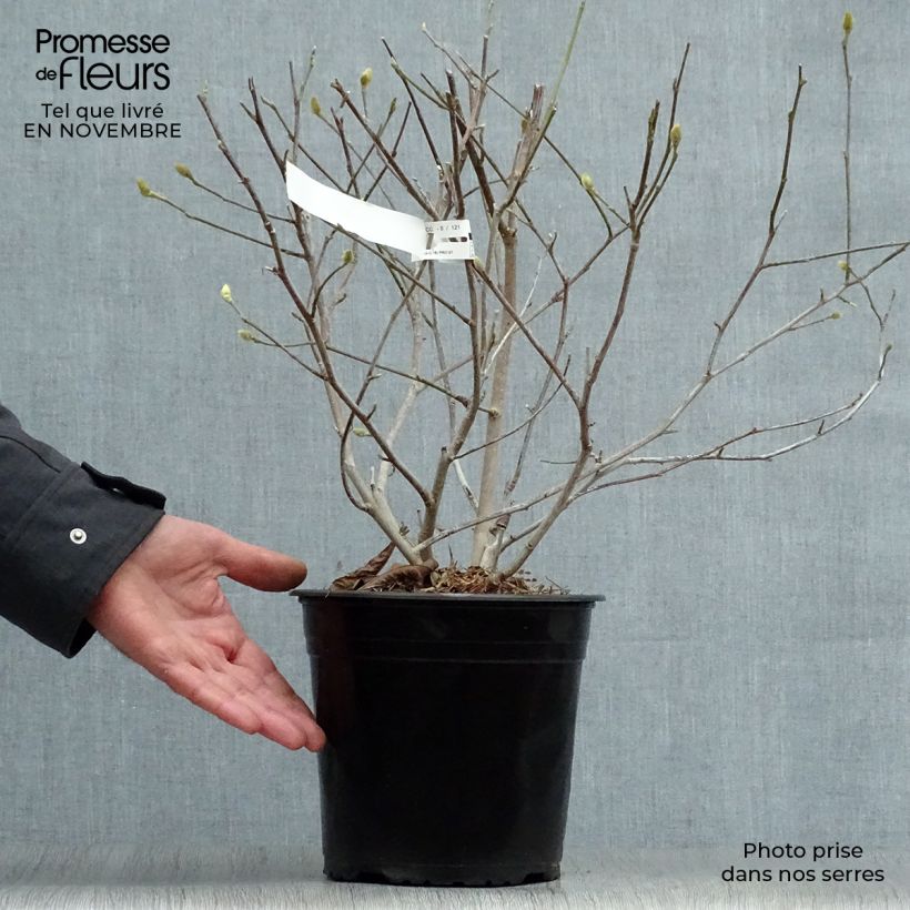 Amostra de Magnolia stellata Waterlily Vaso de 4 L/5 L tal como entregue no outono