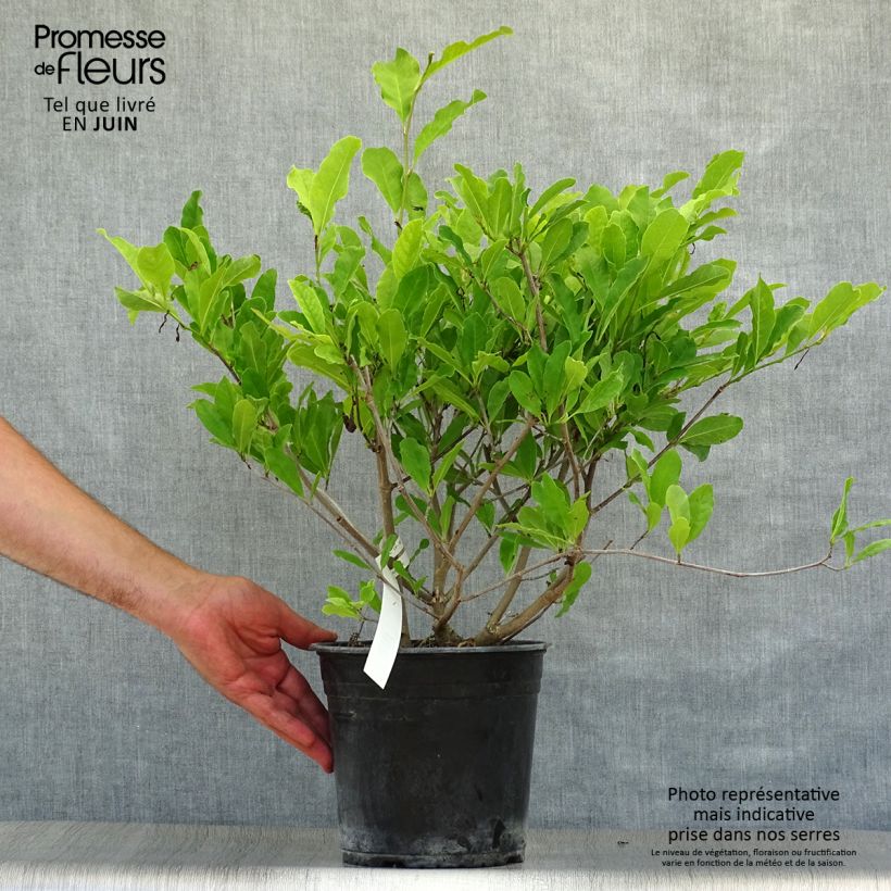 Amostra de Magnolia stellata Waterlily Vaso de 4 L/5 L tal como entregue no verão