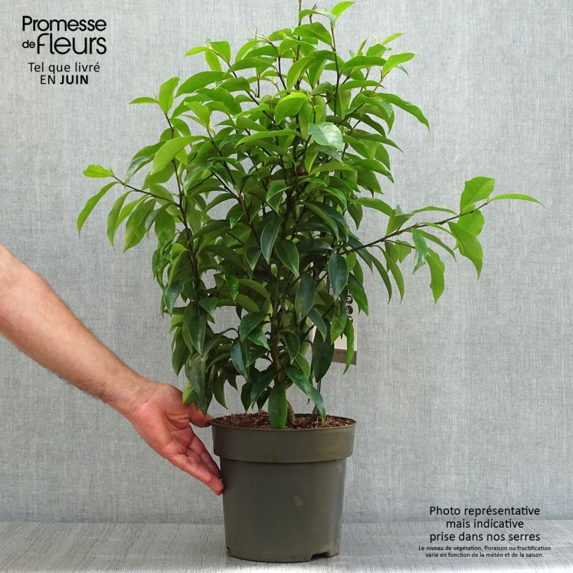 Amostra de Magnolia figo Stellar Ruby Vaso de 6 L/7 L tal como entregue no verão