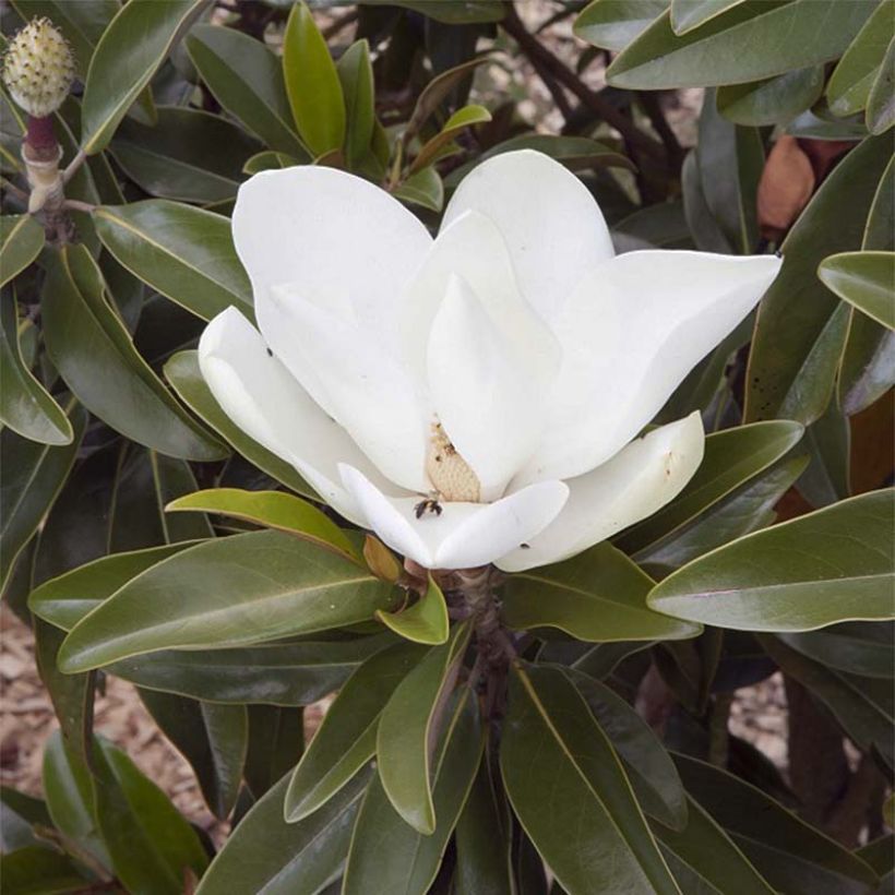 Magnolia grandiflora Alta (Floração)