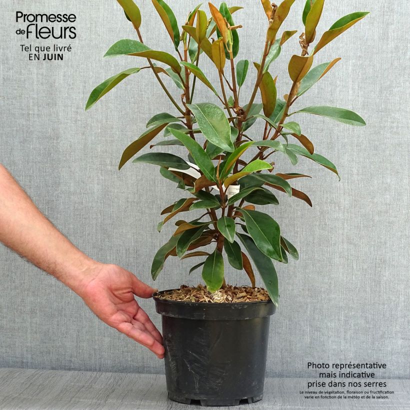Amostra de Magnolia grandiflora Alta Vaso de 4 L/5 L tal como entregue no verão