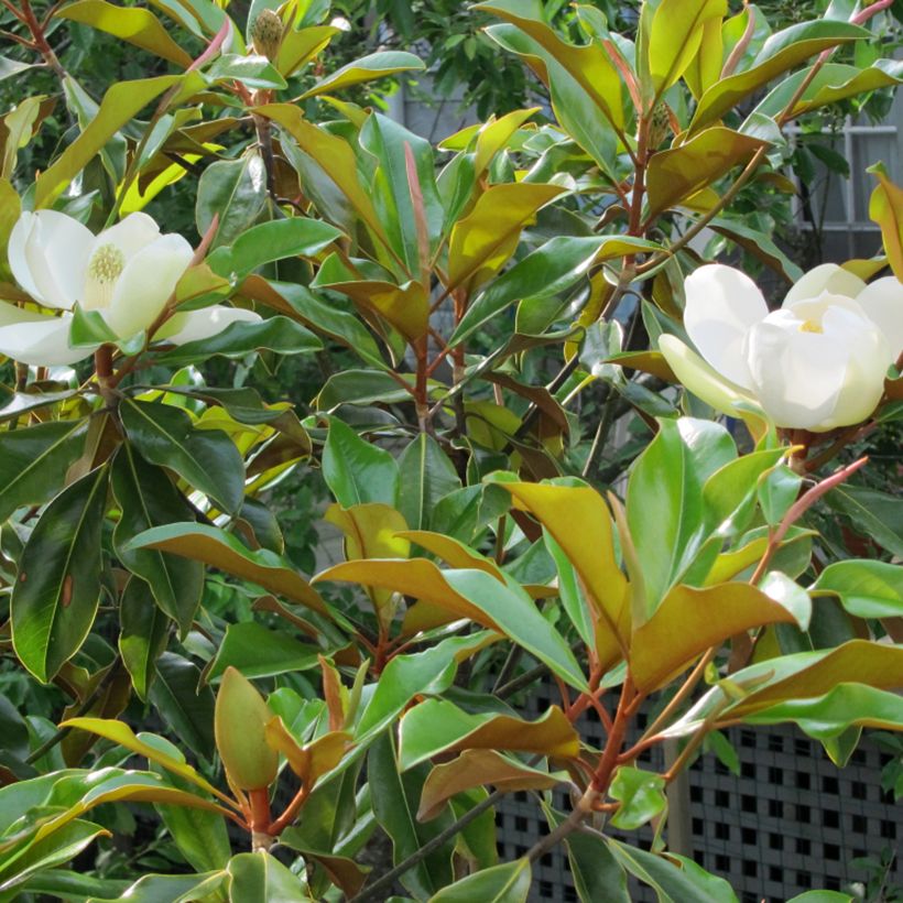 Magnolia grandiflora Bracken's Brown Beauty (Folhagem)
