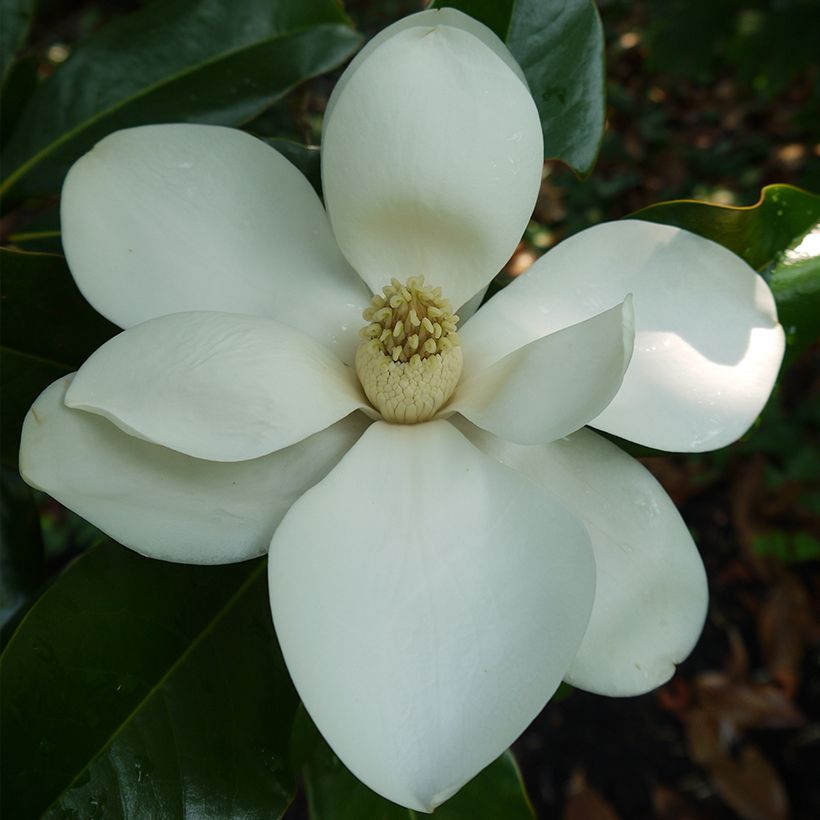 Magnolia grandiflora Bracken's Brown Beauty (Floração)