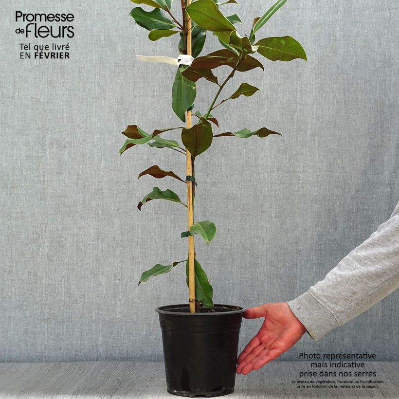 Amostra de Magnolia grandiflora Bracken's Brown Beauty Vaso de 4 L/5 L tal como entregue no outono