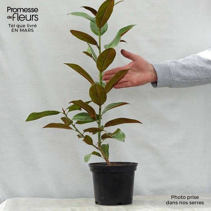 Amostra de Magnolia grandiflora Ferruginea Vaso de 1,5 L/2 L tal como entregue na primavera