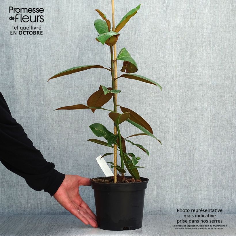 Amostra de Magnolia grandiflora Ferruginea Vaso de 1,5 L/2 L tal como entregue no outono