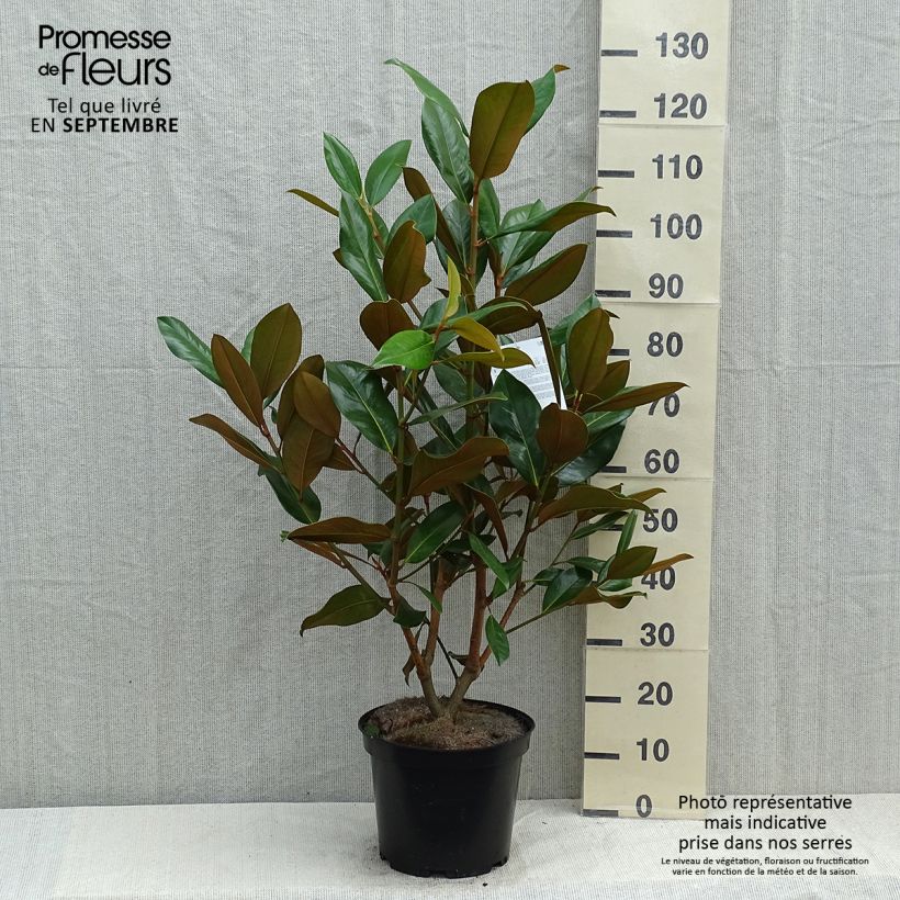 Amostra de Magnolia grandiflora Galissonière Vaso de 7,5 L/10 L tal como entregue no verão