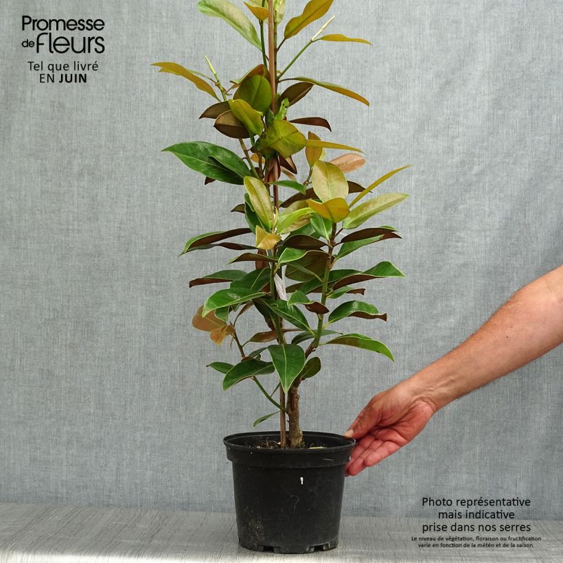 Amostra de Magnolia grandiflora Galissonière Vaso de 4 L/5 L tal como entregue no verão