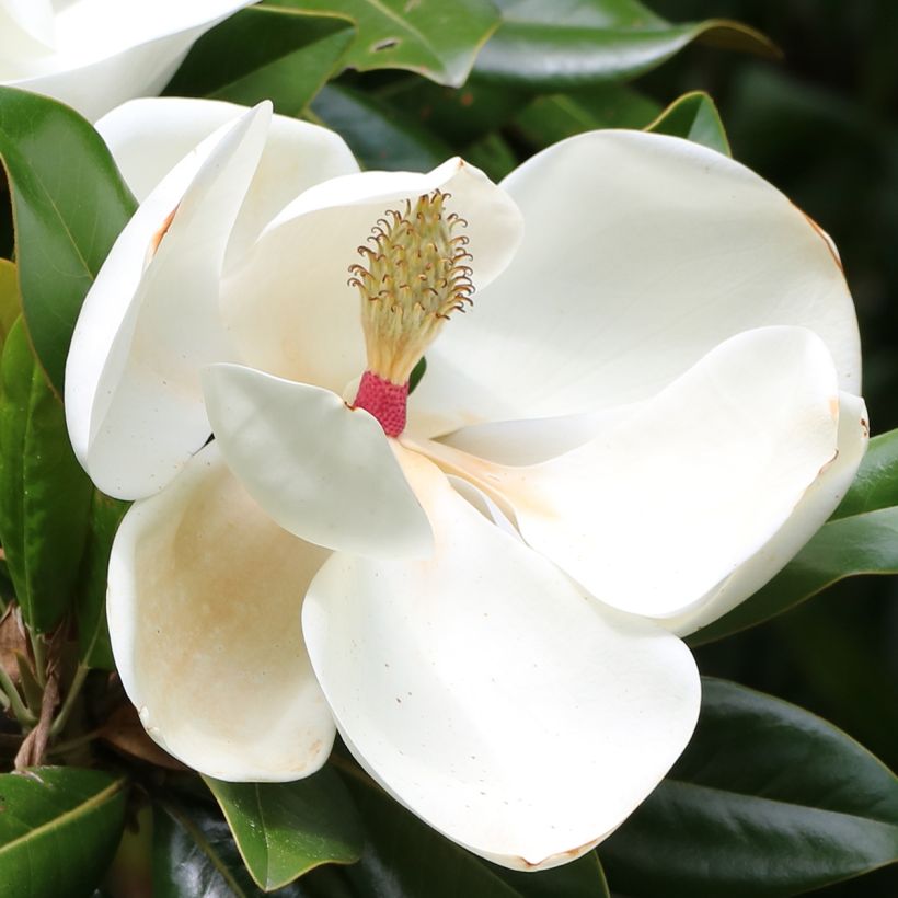 Magnolia grandiflora Goliath (Floração)