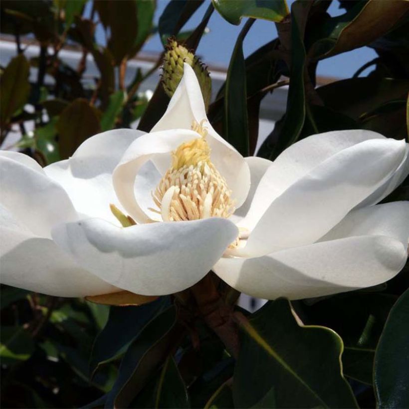 Magnolia grandiflora Little Gem (Floração)