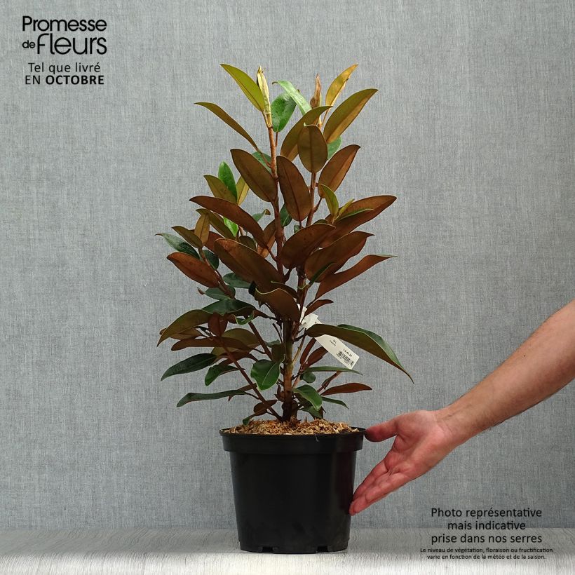 Amostra de Magnolia grandiflora Little Gem Vaso de 3 L/4 L tal como entregue no outono