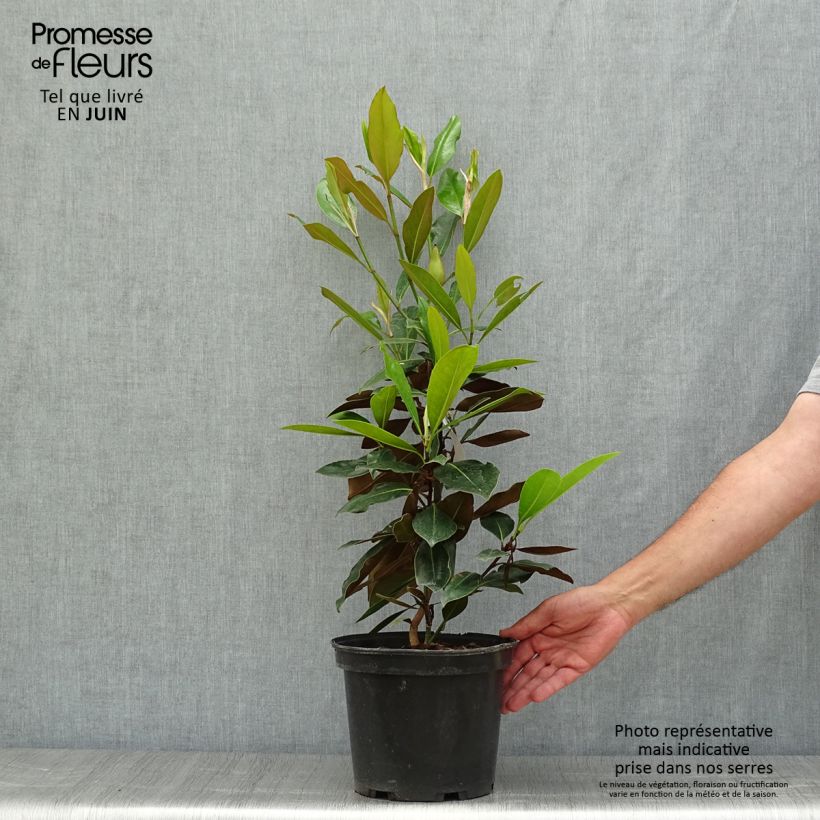 Amostra de Magnolia grandiflora Little Gem Vaso de 3 L/4 L tal como entregue no verão