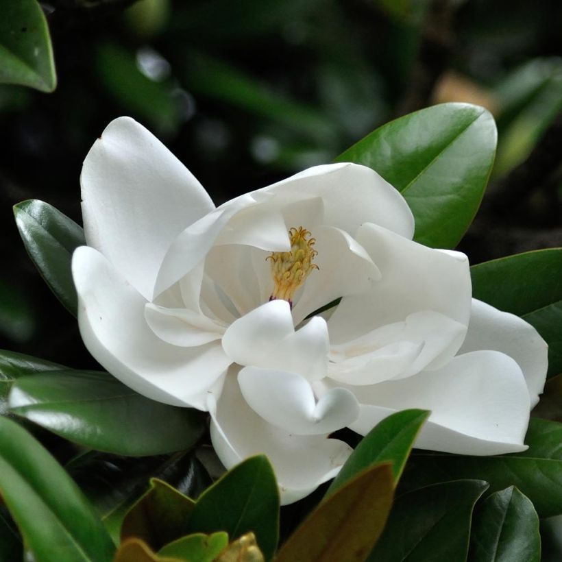 Magnolia grandiflora Purpan (Floração)