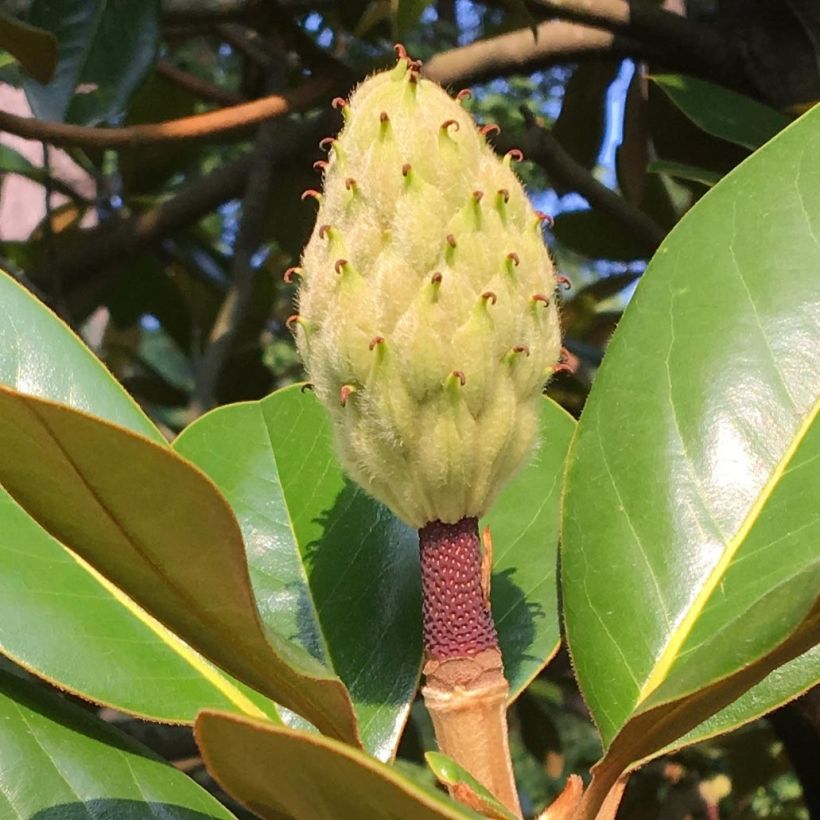 Magnolia grandiflora Purpan (Colheita)