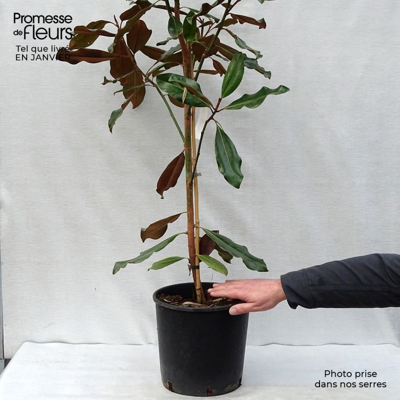 Amostra de Magnolia grandiflora Purpan Vaso de 7,5 L/10 L tal como entregue no inverno