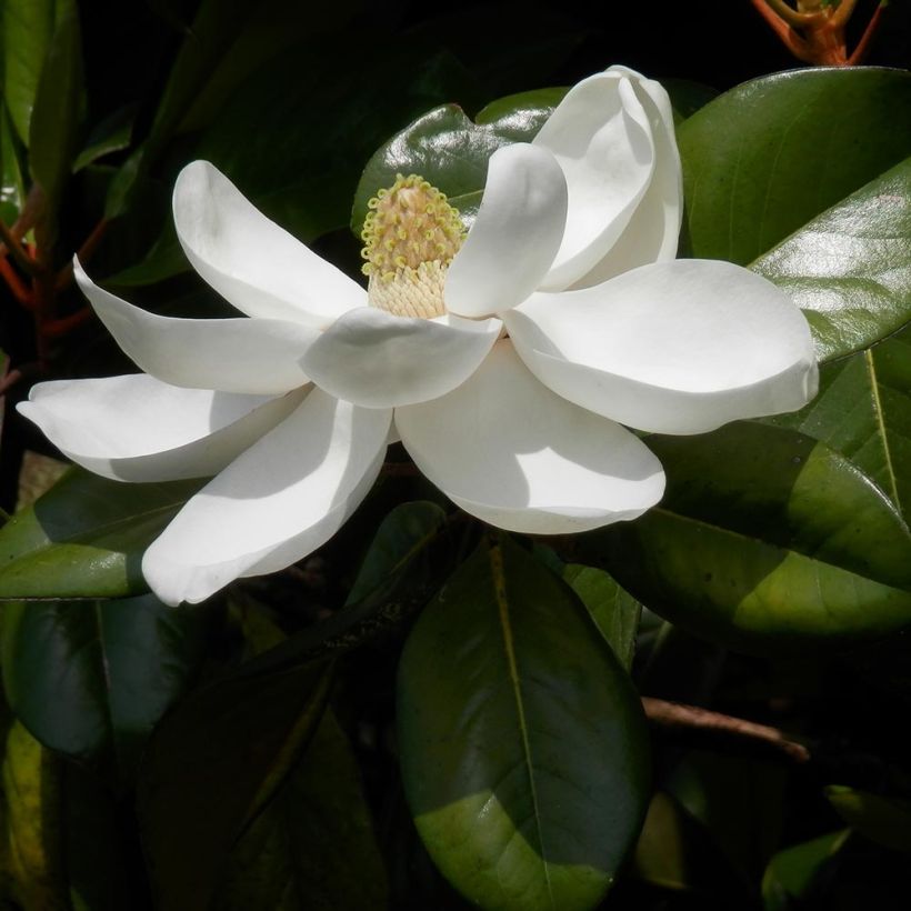 Magnolia grandiflora Treyve (Floração)