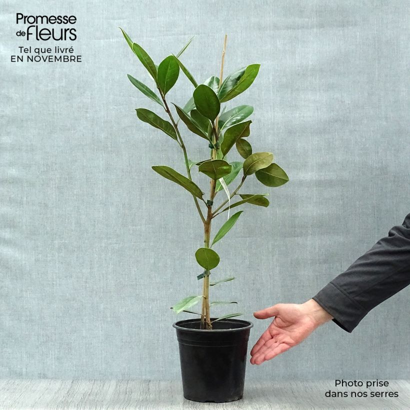 Amostra de Magnolia grandiflora Treyve Vaso de 4 L/5 L, Brasão tal como entregue no outono