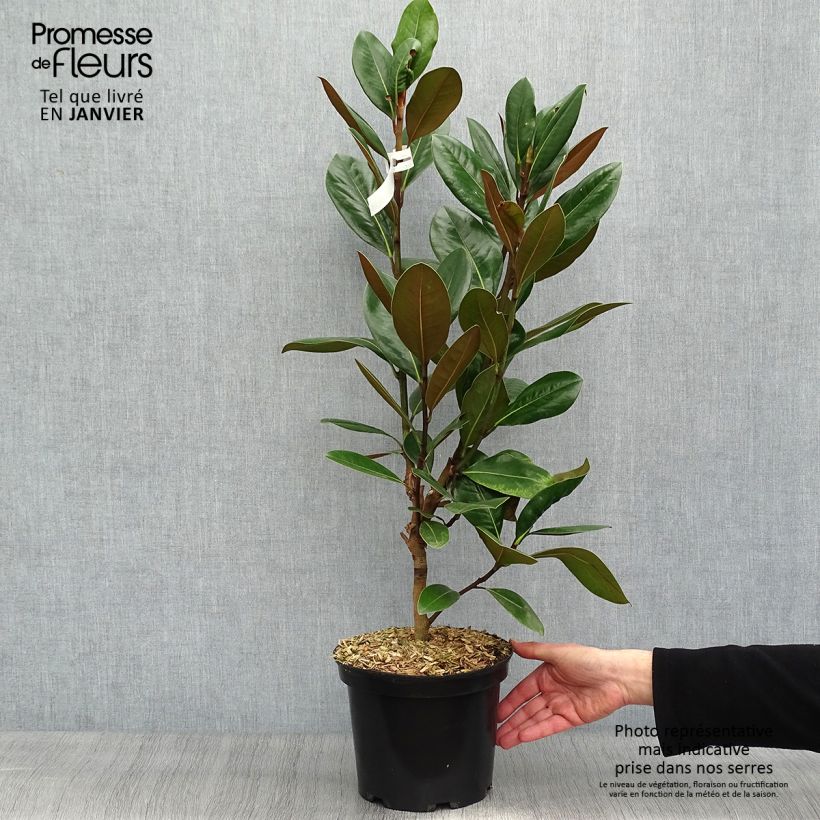 Amostra de Magnolia grandiflora Treyve Vaso de 4 L/5 L tal como entregue no inverno
