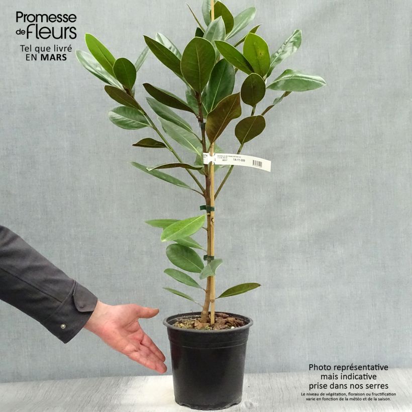 Amostra de Magnolia grandiflora Treyve Vaso de 4 L/5 L, Brasão tal como entregue na primavera