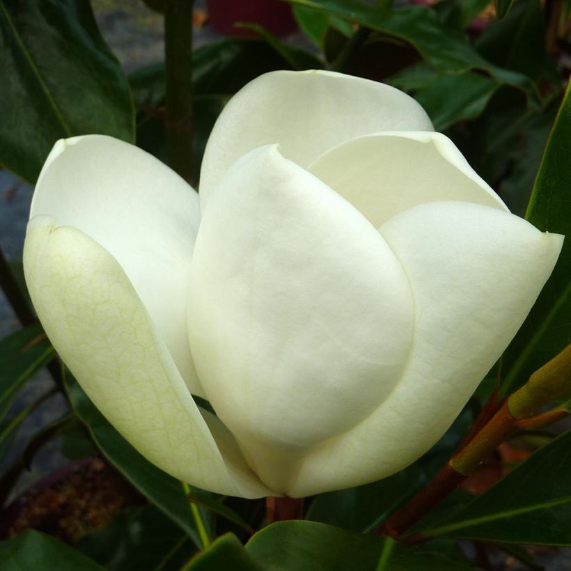 Magnolia grandiflora Kay Parris (Floração)