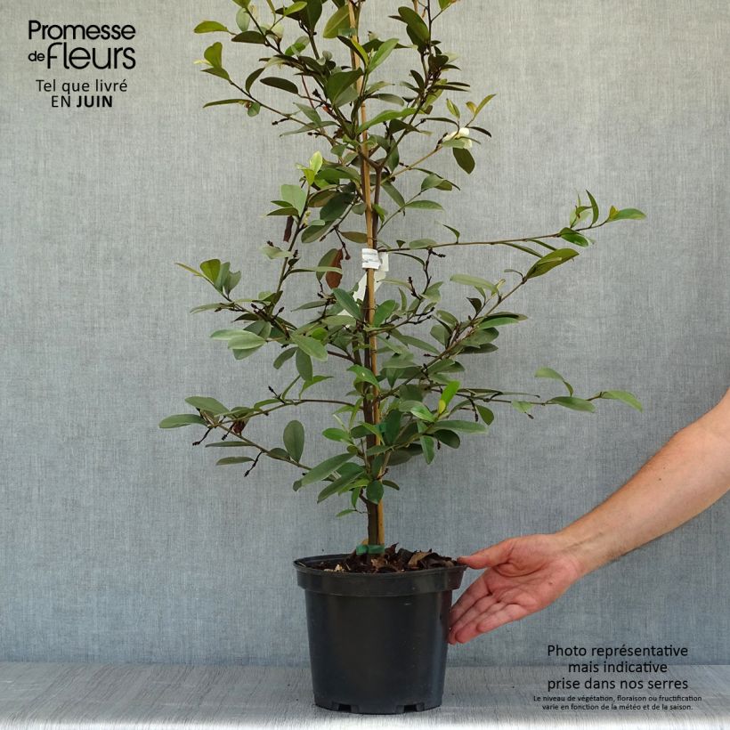 Amostra de Magnolia laevifolia Achteraan Vaso de 4 L/5 L tal como entregue no verão
