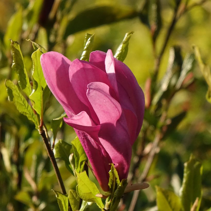 Magnolia liliflora Nigra (Floração)