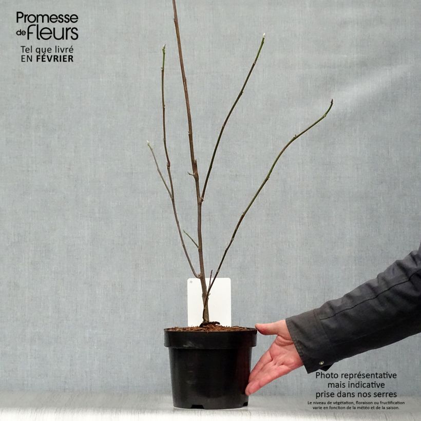Amostra de Magnolia liliflora Nigra Vaso de 3 L/4 L tal como entregue no inverno
