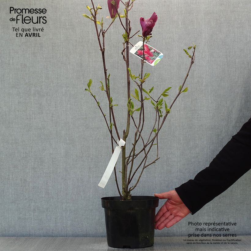 Amostra de Magnolia liliflora Nigra Vaso de 3 L/4 L tal como entregue na primavera
