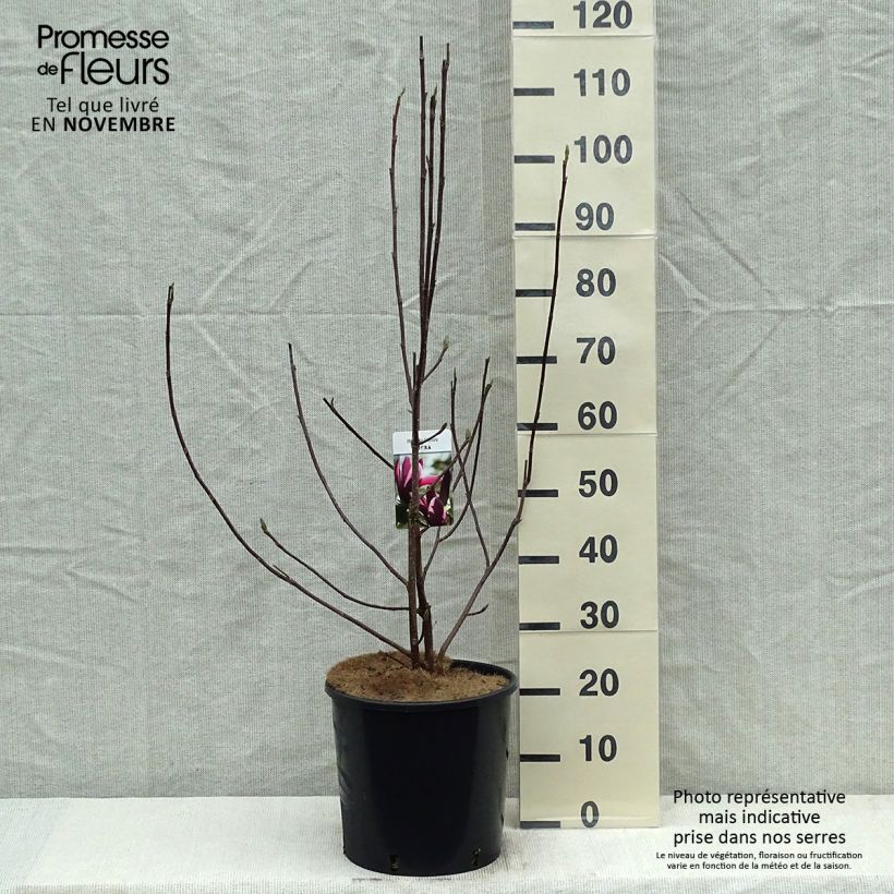 Amostra de Magnolia liliflora Nigra Vaso de 7,5 L/10 L tal como entregue no outono