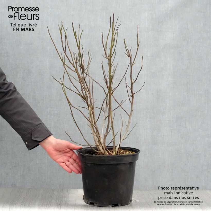 Amostra de Magnolia liliflora Nigra Vaso de 7,5 L/10 L tal como entregue na primavera