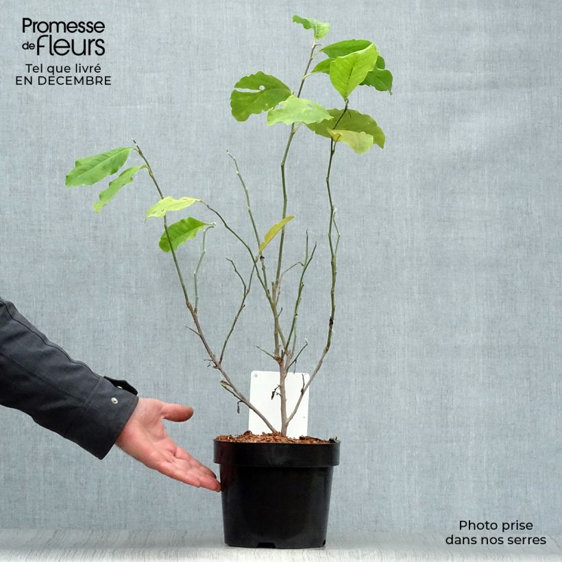 Amostra de Magnolia loebneri Leonard Messel Vaso de 3 L/4 L tal como entregue no inverno
