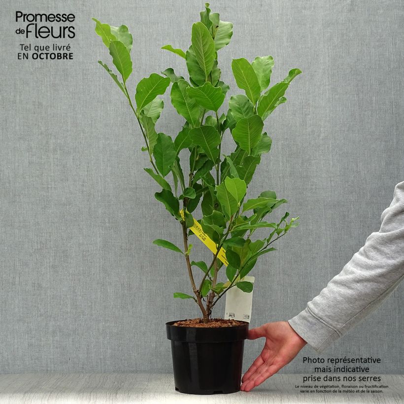 Amostra de Magnolia loebneri Leonard Messel Vaso de 3 L/4 L tal como entregue no outono