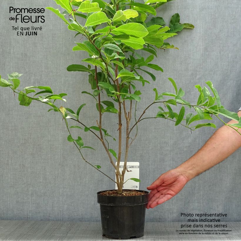Amostra de Magnolia loebneri Leonard Messel Vaso de 3 L/4 L tal como entregue no verão