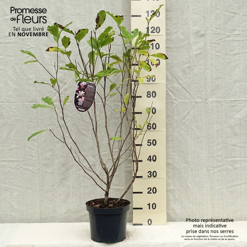 Amostra de Magnolia loebneri Leonard Messel Vaso de 6 L/7 L tal como entregue no outono
