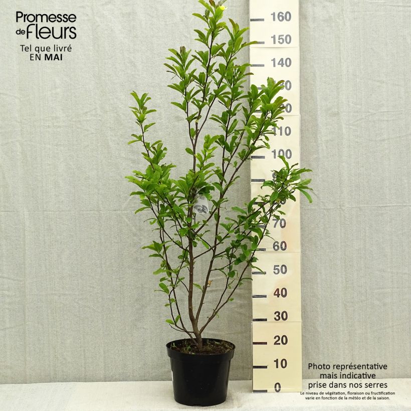 Amostra de Magnolia loebneri Leonard Messel Vaso de 6 L/7 L tal como entregue na primavera