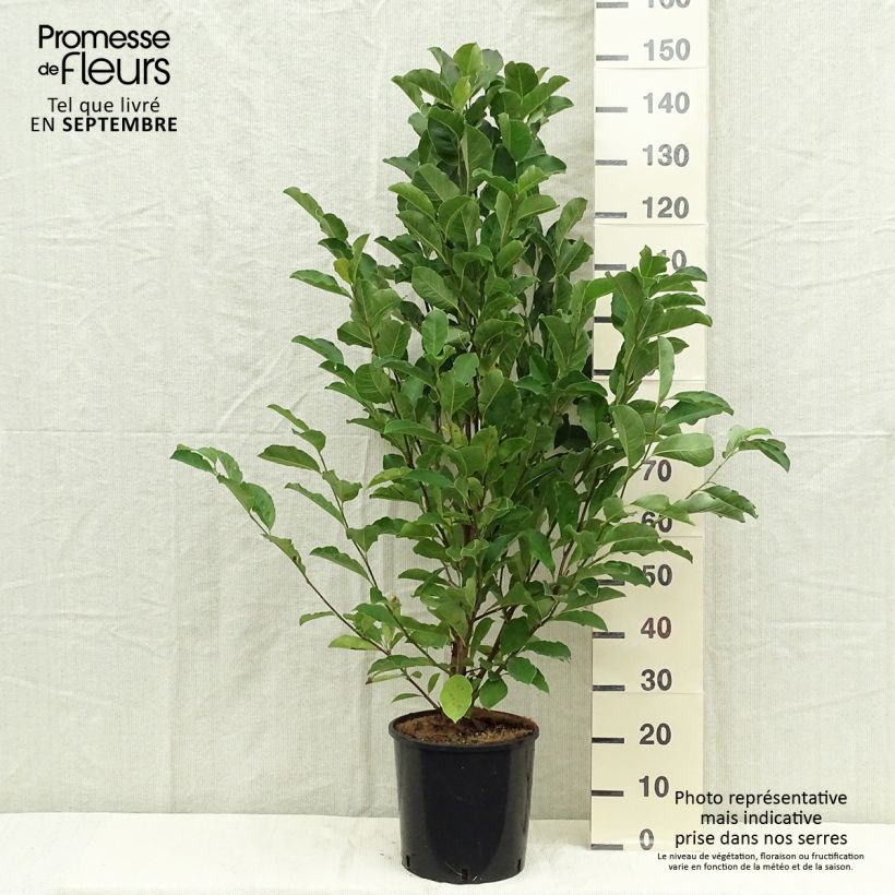 Amostra de Magnolia loebneri Merrill Vaso de 7,5 L/10 L tal como entregue no outono