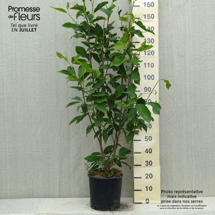 Amostra de Magnolia loebneri Merrill Vaso de 7,5 L/10 L tal como entregue no verão