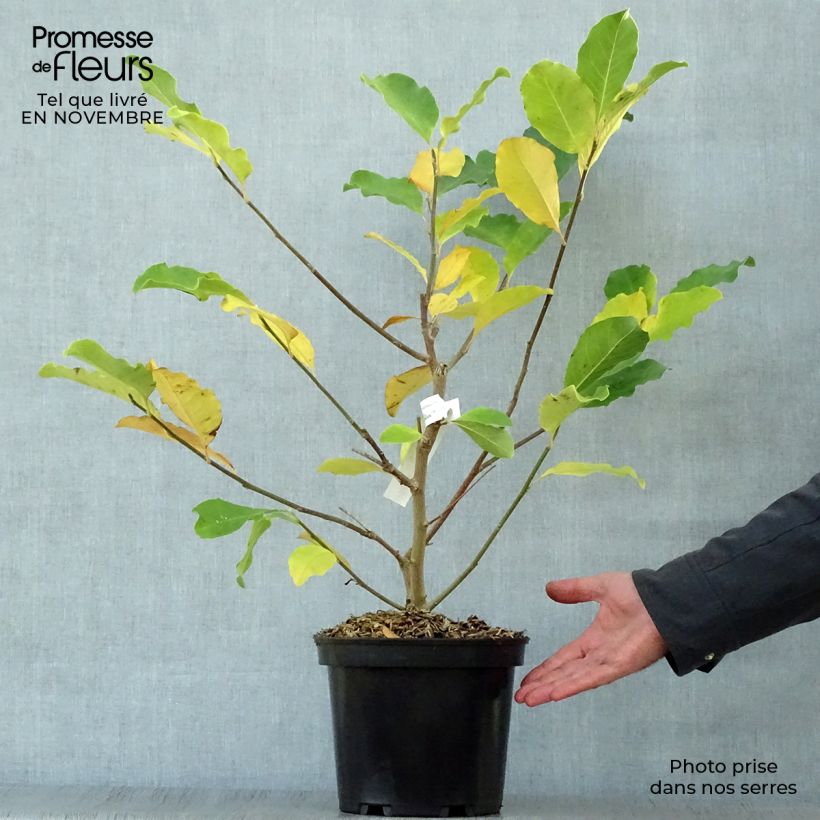 Amostra de Magnolia loebneri Wildcat Vaso de 4 L/5 L tal como entregue no outono