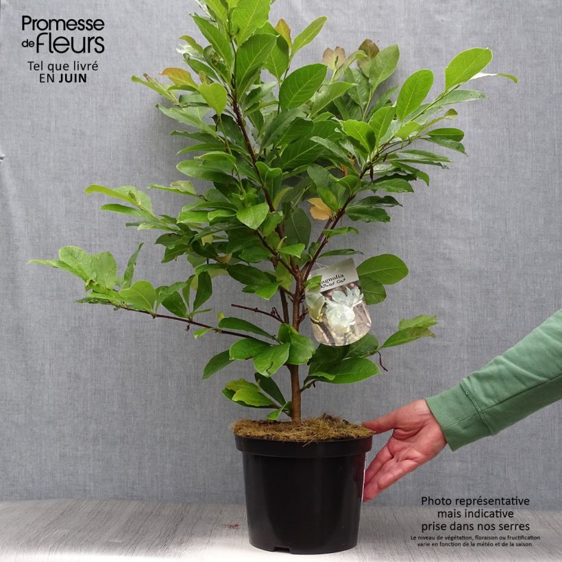 Amostra de Magnolia loebneri Wildcat Vaso de 4 L/5 L tal como entregue no verão