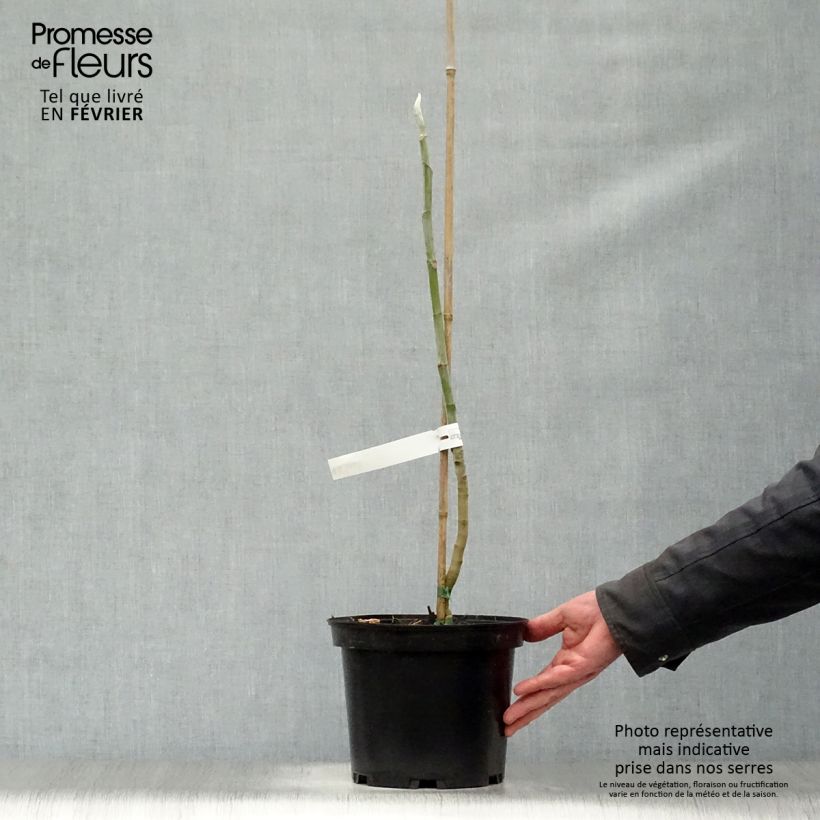 Amostra de Magnolia macrophylla Vaso de 4 L/5 L tal como entregue no inverno